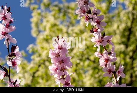 lussureggianti petali rosa di alberi di pesca fioriscono, primo piano con pistole e stami Foto Stock