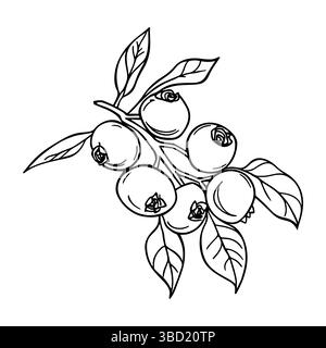 Delineare il ramo dei mirtilli con foglie e bacche. Schizzo disegnato a mano, illustrazione vettoriale Illustrazione Vettoriale