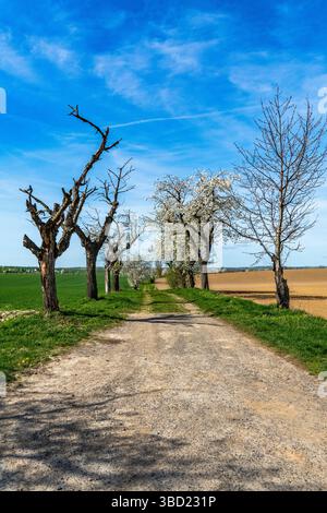 Impressioni dal Lommatzscher Pflege, vecchi alberi da frutto Foto Stock