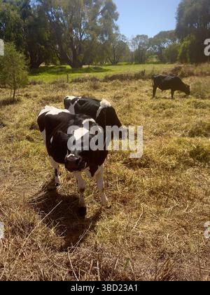 Curiosi vitelli Holstein-Friesiani che pascolano in un pascolo rurale soleggiato, con un'idilliaca campagna agricola e la vita del bestiame. Foto Stock