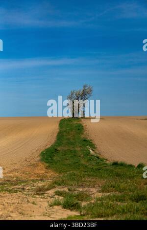 Impressioni dal Lommatzscher Pflege, vecchi alberi da frutto Foto Stock