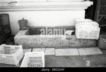 Film in bianco e nero degli anni '2010 Ritratto di palle da golf pulite in casse di plastica Foto Stock