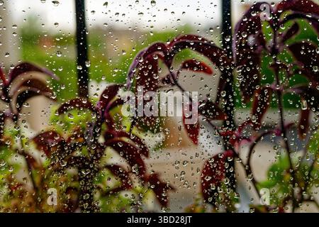 Le gocce di pioggia si aggrappano a una finestra, sfocando le piante viola e verdi sullo sfondo in una giornata di pioggia Foto Stock