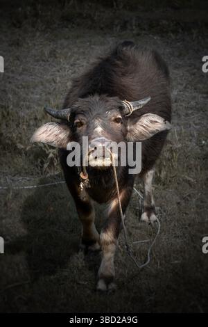 Bufalo d'acqua giovane con fune sul prato asciutto Foto Stock