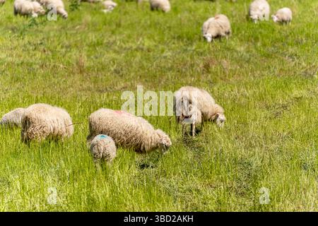 Pecore al pascolo. Alcune pecore pascolano pacificamente in un prato verde. I loro corpi mercenari hanno segni colorati. Foto Stock