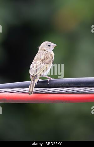 Una femmina (poss immatura) di zafferano finch poggia su una linea elettrica a ilhabella, Brasile Foto Stock