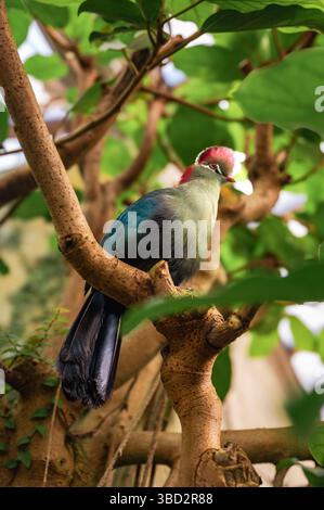 Turaco di Fischer, Tauraco fischeri Foto Stock