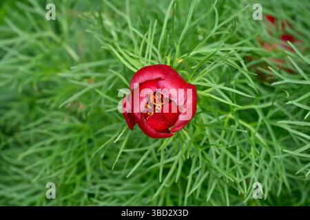 Fiori primaverili rossi vivaci e fogliame di peonia fernleaf, Paeonia tenuifolia UK Garden May Foto Stock