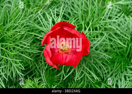 Fiori primaverili rossi vivaci e fogliame di peonia fernleaf, Paeonia tenuifolia UK Garden May Foto Stock