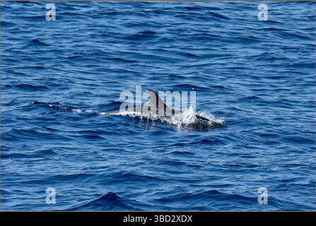 Acque pilota nelle acque brasiliane dell'atlantico meridionale Foto Stock