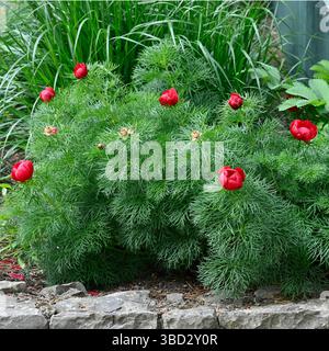 Fiori primaverili rossi vivaci e fogliame di peonia fernleaf, Paeonia tenuifolia UK Garden May Foto Stock