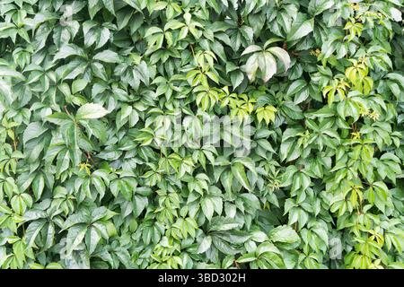 Dense foglie di edera verde. Sfondo naturale della parete. Crescita di piante rampicanti selvatiche. Lussureggiante struttura da giardino. Nuovo motivo fogliame. Scenario verde naturale. Foto Stock