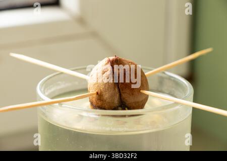 Coltivare avocado da un seme in un bicchiere sull'acqua a casa su un davanzale, coltivando avocado Foto Stock