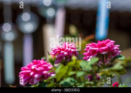 Fiori in cluster rosa vibrante con sfondo bokeh Foto Stock