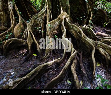 Formazioni di radici artistiche nella foresta di mangrovie a Quebro, costa del Pacifico, provincia di Veraguas, Repubblica di Panama, America centrale. Foto Stock