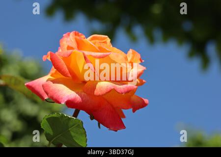 Fiore di rosa arancione rosso che fiorisce contro un cielo blu Foto Stock