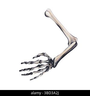 Mano ossea umana. Scheletro umano. Mano con cinque dita. Accessorio vintage retrò. Scheletro gotico. Decorazione di Halloween. Illustrazione acquerello. Mano Foto Stock