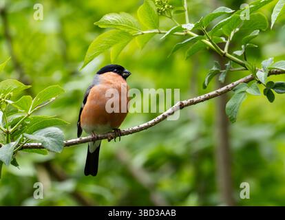 Un maschio Bullfinch, Pyrhula pirrhula a Leighton Moss, Silverdale, Lancashire, UK. Foto Stock