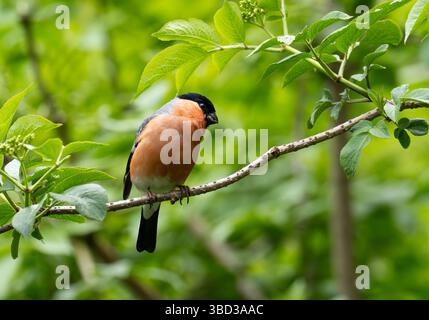 Un maschio Bullfinch, Pyrhula pirrhula a Leighton Moss, Silverdale, Lancashire, UK. Foto Stock