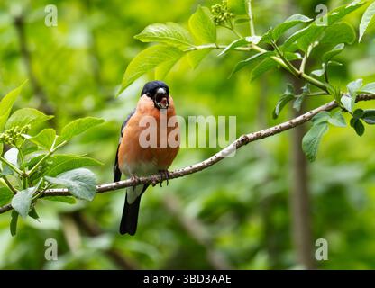 Un maschio Bullfinch, Pyrhula pirrhula a Leighton Moss, Silverdale, Lancashire, UK. Foto Stock