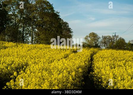Campo di canola giallo dorato con cielo blu e alberi in un tranquillo paesaggio rurale che cattura l'essenza della serenità naturale rurale. Foto Stock