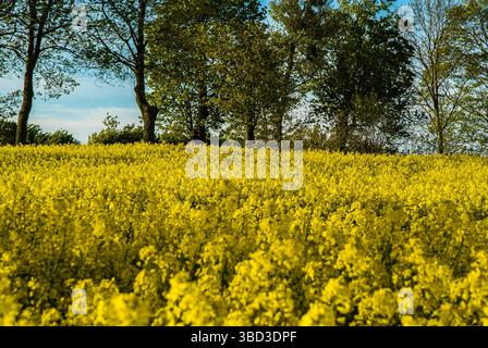 Vivace campo di canola giallo sotto il cielo blu e alberi verdi, catturando un tranquillo paesaggio primaverile con una natura lussureggiante e una bellezza fiorente. Foto Stock