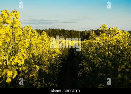 Un vibrante campo giallo di fiori di colza in fiore sotto un cielo azzurro limpido con un lontano orizzonte verde della foresta al tramonto che mostra la bellezza della natura. Foto Stock