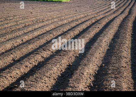 Vasto campo agricolo arato di recente con file ordinate che crogiolano alla luce del sole, con superfici del terreno vibranti e la promessa di coltivazioni abbondanti. Foto Stock