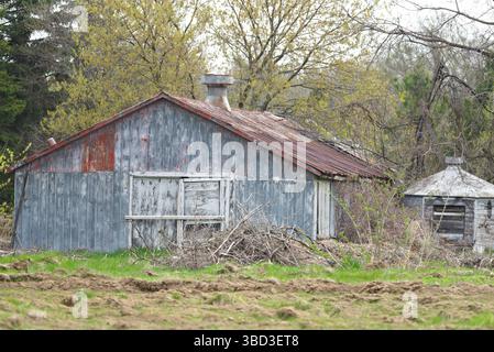 Un vecchio fienile rustico con un camino e una porta bianca. Il fienile è circondato da alberi e erba Foto Stock