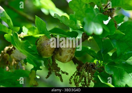 Gall di mele di quercia primaverile fresche, causate da Amphibolips confluente in quercia inglese UK May Foto Stock