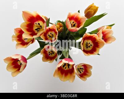 Un bouquet di fiori con un mix di petali arancioni e gialli. I fiori sono disposti in un vaso e sono in piena fioritura. Il bouquet è bellissimo e.. Foto Stock