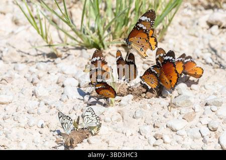 Farfalla monarca africana (Danaus chrysippus). Alias Tigre piana con farfalle bianche e Sandman in primo piano che si nutrono di letame, Kalahari Foto Stock