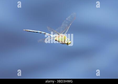 Dragonfly falco dell'Imperatore Blu (Anax imperator) in volo sul lago, vista laterale, Capo Occidentale, Sudafrica Foto Stock