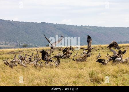 Avvoltoi bianchi che scavano su un omicidio nutrendosi come un gruppo. Foto Stock