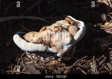 Ganoderma spp Bracket Fungus che cresce su alberi in decomposizione nella foresta, Capo Occidentale, Sud Africa Foto Stock