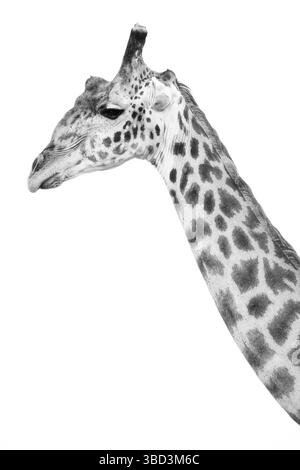 Immagine in bianco e nero della giraffa Foto Stock