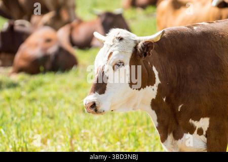 I bovini Nguni allevano il fianco o il profilo di una mucca con corna da vicino in un'azienda agricola in Sud Africa mostrando la sua faccia macchiata e la sua pelle multicolore Foto Stock
