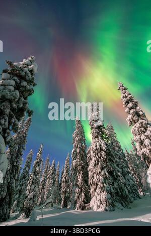 Aurora boreale / aurora boreale su abeti innevati sulla taiga in inverno di notte, Parco Nazionale di Riisitunturi, Posio, Lapponia, Finlandia Foto Stock
