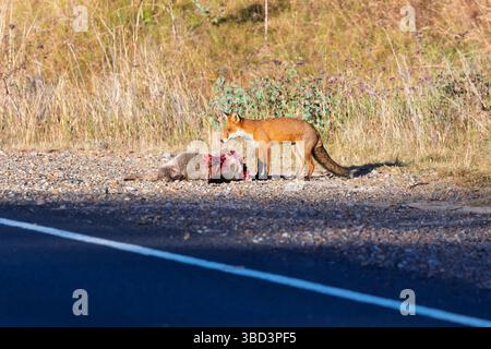Fotografia di una Red Fox che mangia il canguro al lato della strada in un'area regionale delle Central Tablelands nel nuovo Galles del Sud, Australia. Foto Stock