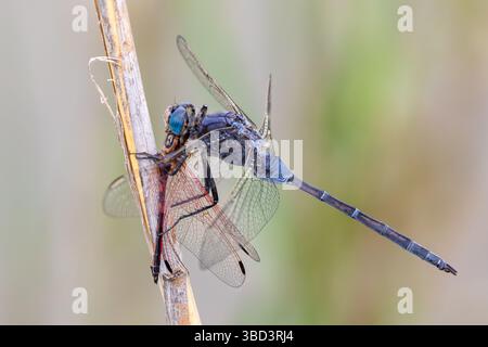 Maschio Long Skimmer (Orthetrum trinacria) precedente a Red-Veined Dropwing male (Trithemis arteriosa) Robertson, Western Cape, Sud Africa Foto Stock