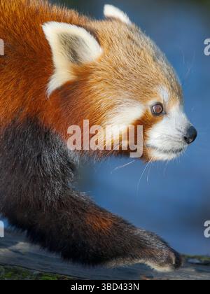 Panda Rossa o Panda minore nello zoo di Hellabrunn a Monaco. Germania, Monaco Foto Stock