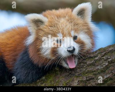 Panda Rossa o Panda minore nello zoo di Hellabrunn a Monaco. Germania, Monaco Foto Stock