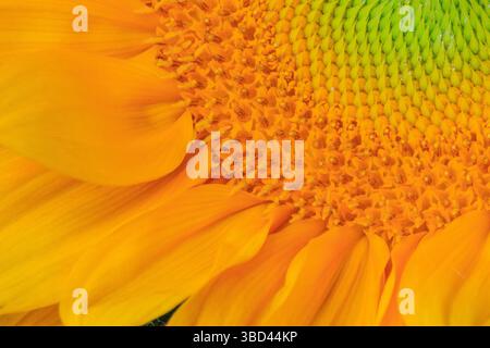 USA, Indiana, Carmel. Primo piano di girasole. Foto Stock