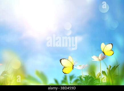 Splendidi fiori selvatici e farfalle nella natura estiva dei prati Foto Stock