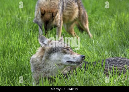 Due lupi eurasiatici, lupi grigi europei (Canis lupus lupus) che riposano in prato, prateria Foto Stock