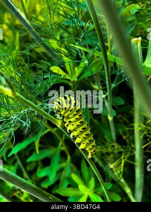 Black Swallowtail Butterfly Caterpillar nello stabilimento di Dill Foto Stock