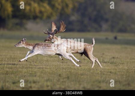 Fallow Deer (Dama dama), coppia adulta, buck insegue doe durante la stagione dei rutting, Helmingham Hall Deer Park, Suffolk, Inghilterra, Regno Unito, Europa Foto Stock