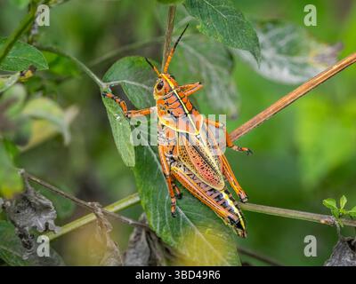 Primo piano della cavalletta del lubber orientale, Romalea microptera, nella Big Cypress National Preserve, nel sud-ovest della Florida, Stati Uniti Foto Stock