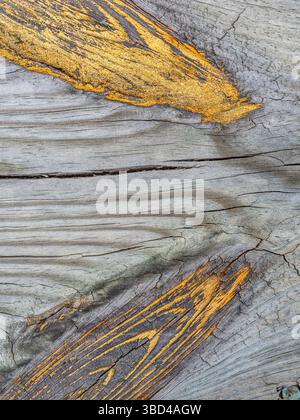 Primo piano di nodi di colore arancione in legno grigio resistente agli agenti atmosferici Foto Stock