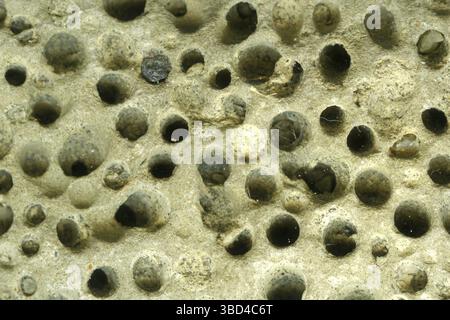 Il dettaglio della superficie di una pietra intemprata crea uno sfondo naturale con texture Foto Stock